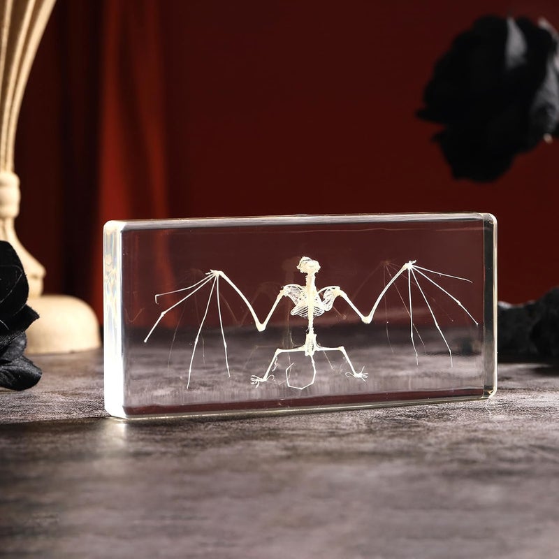 Pokiphip Store Real Bat Skeleton Specimen in Resin for Science Classroom Science Education Great Gift for Fans of Taxidermy, Animal Skull, Biology, Oddities(5.5x2.5x0.7 Inch) - Image 2